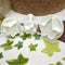 Veined Ivy Leaf Plunger Cutters