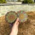 Flower Embossed Coaster Mould - Large Size