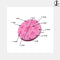 Silicone Big Rose Flower Mould - 9 Cavity